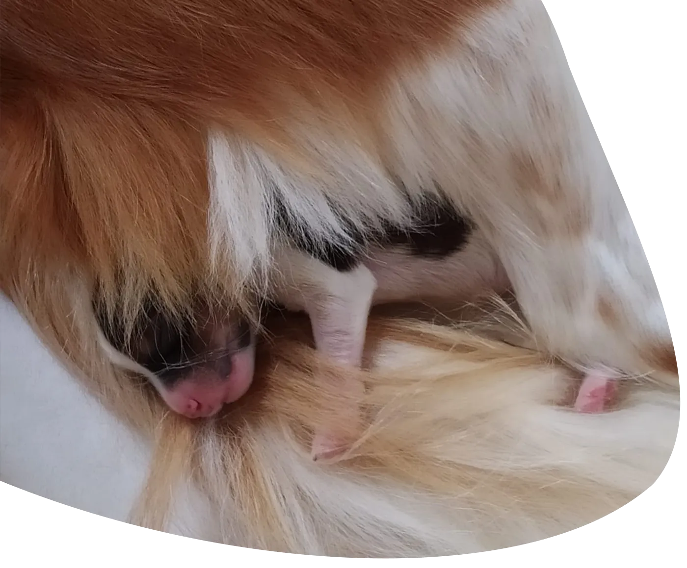 Kooikerhondje Welpe