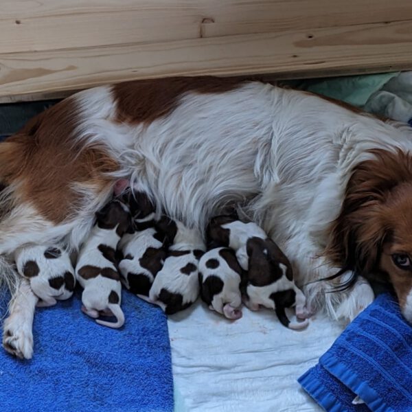 Das 1. Foto nach der Geburt von 6 Welpen!